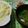 sachi___'s cooksnap of when they made レンジで簡単♪やわらか鶏ササミのサラダ.