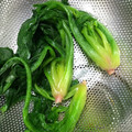 micchaaaan's cooksnap of when they made 【基本】ほうれん草のゆで方.