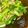 ももりんごっこ's cooksnap of when they made 小松菜としめじの中華風.
