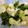 クックX6U3LJ☆'s cooksnap of when they made ＋1品 大根の昆布茶漬物.