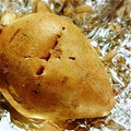 nonkomomo's cooksnap of when they made 安納芋の焼き芋.