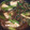 クックFO3XPH☆'s cooksnap of when they made ２人分・カレイの和風あんかけ.