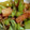 cotori119's cooksnap of when they made しし唐とじゃが芋のじゃこ炒め.
