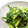 tskdyk's cooksnap of when they made ほうれん草のごま和え.