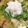 hino1220's cooksnap of when they made 簡単＊みぞれ鍋.