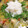 hino1220's cooksnap of when they made 簡単＊みぞれ鍋.