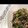 かおりんぱんだ's cooksnap of when they made ちくわと豚肉、セロリのカレー炒め.