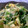 ナラベル's cooksnap of when they made ☆ほうれん草の卵とじ炒め☆.