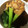 tinaya0208's cooksnap of when they made とろとろ手羽先と小松菜の煮物.