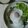たきと1212's cooksnap of when they made 豚挽き肉deガパオライス.