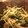 BiwacoJune's cooksnap of when they made 春菊ともやしの胡麻あえ.
