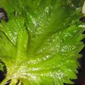 トムラウシ's cooksnap of when they made 美味しいシソの葉のめんつゆ漬け.