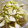 maruru-nn's cooksnap of when they made 夏にさっぱり♪ササミとキャベツの梅マヨ.