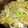 kiwi705's cooksnap of when they made 牡蠣とキャベツのオイスターソースパスタ.