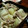 ﾏﾃｨｺ's cooksnap of when they made 炒めるだけ！大根のオイスター炒め.