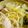 kam嫁's cooksnap of when they made 鶏塩うどん.