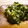 maruru-nn's cooksnap of when they made 工程2つ！春菊ととびっこのダシマヨ和え.