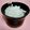 毛玉だらけ's cooksnap of when they made 大根のレモンあえ.