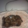 拓斗ここな's cooksnap of when they made 5分でできる簡単トリュフ.