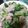 かぴーな's cooksnap of when they made ブロッコリーと鶏モモ肉のさっぱり炒め☆.