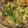 クックI139V1☆'s cooksnap of when they made ねぎ塩タレ♬.