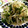 ティナたま's cooksnap of when they made 春菊ともやしの炒め物♪.