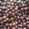 まなまんま's cooksnap of when they made 塩茹で赤えんどう豆.