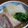 ぶるーぽぴー's cooksnap of when they made 塩豚と大根の柚子こしょうあん.