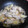 クック9AR69F☆'s cooksnap of when they made ふっくら牡蠣のねぎ蒸し.