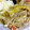 ユーロン's cooksnap of when they made ゴボウと白菜の味噌マヨ和え.