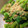 クック9D36F5☆'s cooksnap of when they made 基本の和食１　　菜花の胡麻和え.