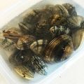 ゲルニカさん's cooksnap of when they made 浅利の砂抜き.