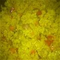 longhare's cooksnap of when they made ◆簡単♡カレーピラフ～ホワイトソース～◆.
