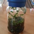 mandryu's cooksnap of when they made 何にでも合う！万能ニラ醤油.