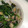 はちーーーな's cooksnap of when they made ほうれん草とあさりの中華風酒蒸し.