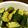 サトモユリア's cooksnap of when they made やみつききゅうり.