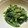 さりあん's cooksnap of when they made 菜の花のまったりマヨからし醤油和え.