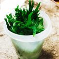 nitochi's cooksnap of when they made 青じその保存.