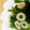 MofeMofee's cooksnap of when they made 春菊とちくわの胡麻和え.