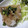 ちばたま's cooksnap of when they made サクサク♪鶏のから揚げ■ネギソース.
