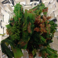 むっちゃり's cooksnap of when they made ☆簡単☆菜の花の辛子和え.