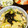 香どん's cooksnap of when they made 牡蠣の卵丼.