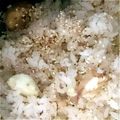 くっぴさん's cooksnap of when they made 秋の味★入れるだけの超簡単な栗ご飯★.