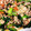 mianmian's cooksnap of when they made 簡単旨い！やみつき！豚肉のバター醤油炒め.