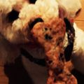 usayan's cooksnap of when they made 【犬用】手づくりクッキー★U^ｪ^U.