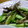 単！！'s cooksnap of when they made 便秘解消！アスパラと舞茸のバター炒め.