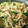 寝子虎徹's cooksnap of when they made 小松菜と豚肉の味噌炒め.