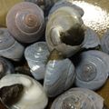 びよっち's cooksnap of when they made つまみにピッタリな【ながらみ】の塩茹で.