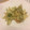 ＳＴＲ・・・'s cooksnap of when they made ふきのとう天ぷら.