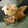 モコLOVE's cooksnap of when they made 鮭の生姜焼き.